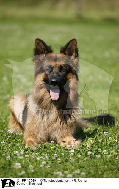 Deutscher Schferhund / German Shepherd / RR-15549