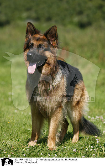 Deutscher Schferhund / German Shepherd / RR-15552