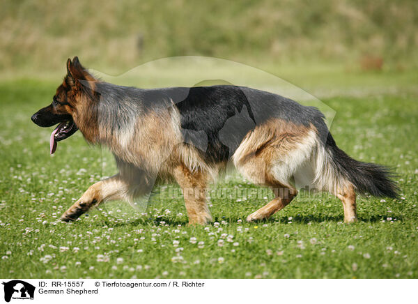Deutscher Schferhund / German Shepherd / RR-15557