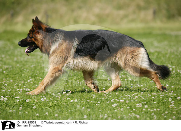 Deutscher Schferhund / German Shepherd / RR-15558