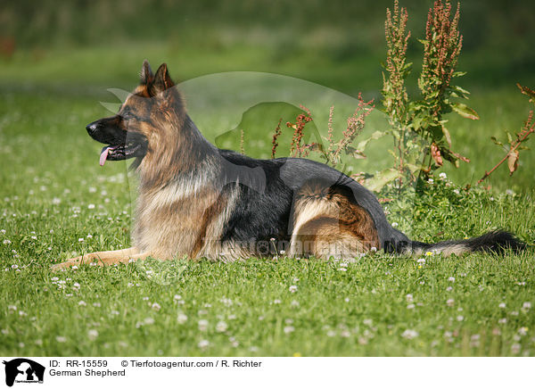 Deutscher Schferhund / German Shepherd / RR-15559