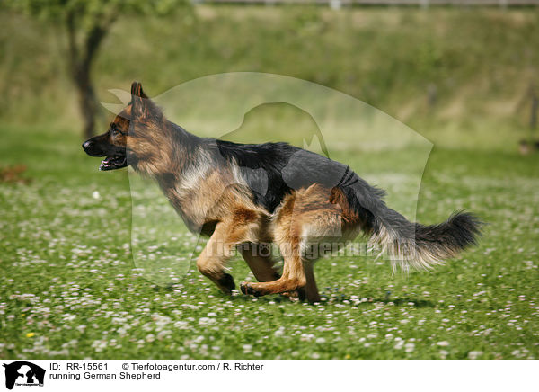 rennender Deutscher Schferhund / running German Shepherd / RR-15561