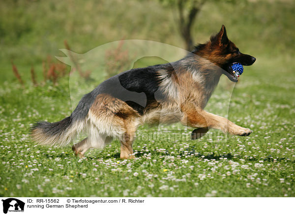 rennender Deutscher Schferhund / running German Shepherd / RR-15562