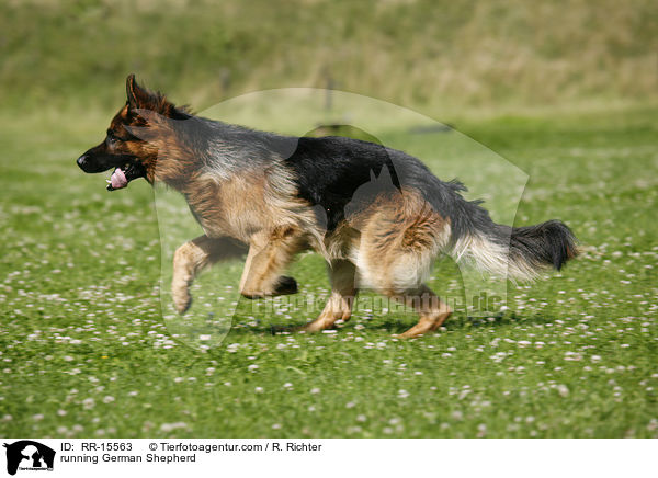 rennender Deutscher Schferhund / running German Shepherd / RR-15563
