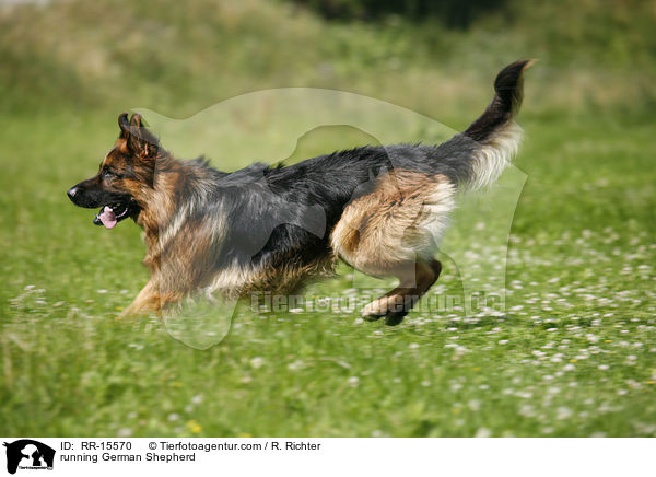 rennender Deutscher Schferhund / running German Shepherd / RR-15570