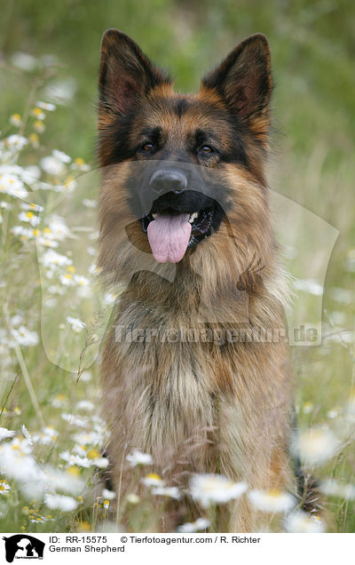 Deutscher Schferhund Portrait / German Shepherd / RR-15575