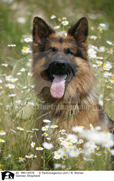 Deutscher Schferhund Portrait / German Shepherd / RR-15576