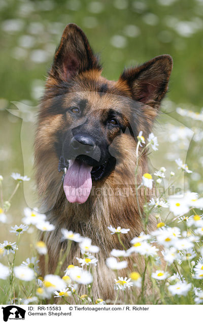 Deutscher Schferhund Portrait / German Shepherd / RR-15583