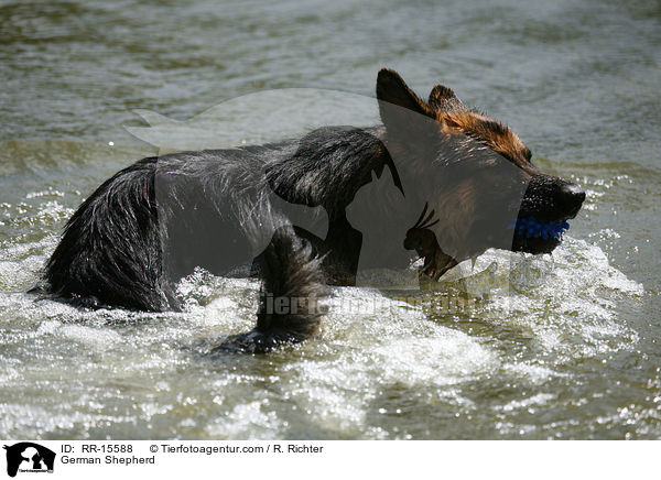 Deutscher Schferhund / German Shepherd / RR-15588
