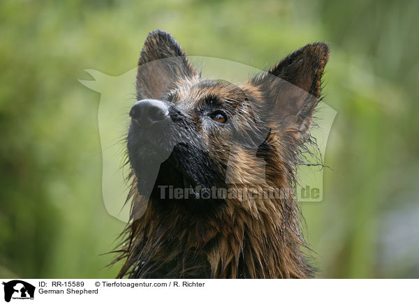 Deutscher Schferhund Portrait / German Shepherd / RR-15589