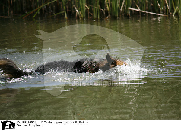 Deutscher Schferhund / German Shepherd / RR-15591