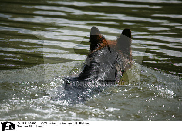 Deutscher Schferhund / German Shepherd / RR-15592