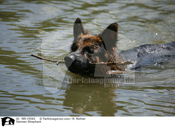 Deutscher Schferhund / German Shepherd / RR-15593