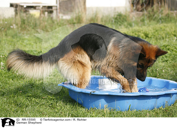 Deutscher Schferhund / German Shepherd / RR-15595