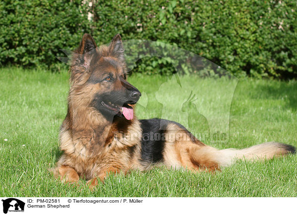 Deutscher Schferhund / German Shepherd / PM-02581