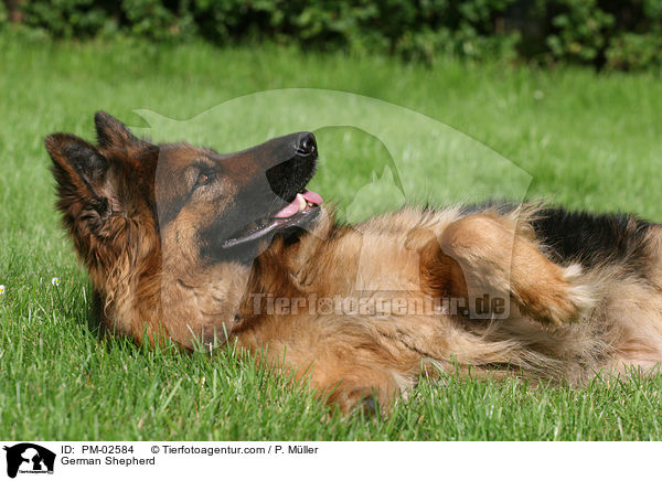Deutscher Schferhund / German Shepherd / PM-02584