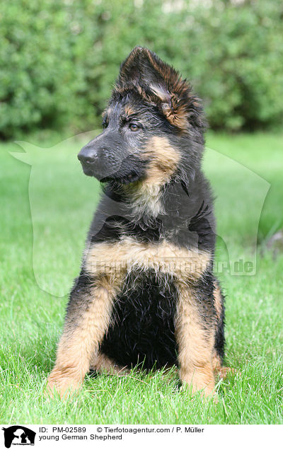 junger Deutscher Schferhund / young German Shepherd / PM-02589