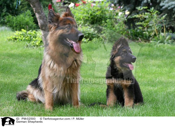 Deutscher Schferhunde / German Shepherds / PM-02593