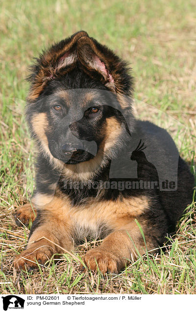 junger Deutscher Schferhund / young German Shepherd / PM-02601
