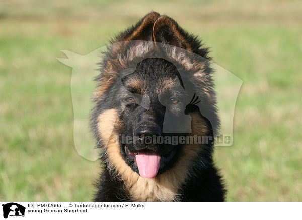 junger Deutscher Sch�ferhund / young German Shepherd / PM-02605