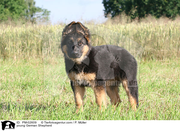 junger Deutscher Sch�ferhund / young German Shepherd / PM-02609
