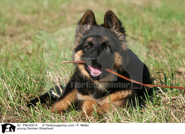 junger Deutscher Schferhund / young German Shepherd / PM-02614