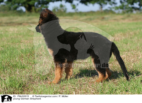 junger Deutscher Schferhund / young German Shepherd / PM-02615