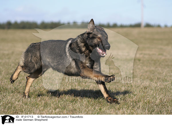 Deutscher Schferhund Rde / male German Shepherd / IF-01713
