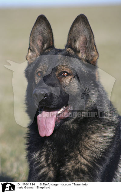 Deutscher Schferhund Rde / male German Shepherd / IF-01714