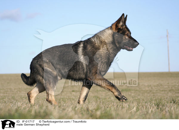 Deutscher Schferhund Rde / male German Shepherd / IF-01717