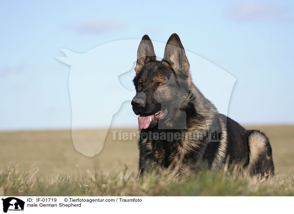 Deutscher Schferhund Rde / male German Shepherd / IF-01719