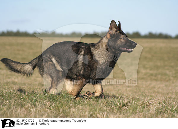 Deutscher Schferhund Rde / male German Shepherd / IF-01726