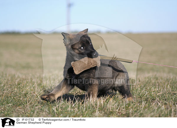 Deutscher Schferhund Welpe / German Shepherd Puppy / IF-01732