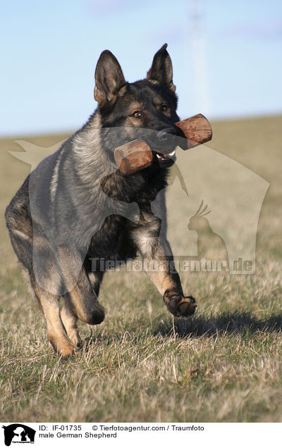 Deutscher Schferhund Rde / male German Shepherd / IF-01735