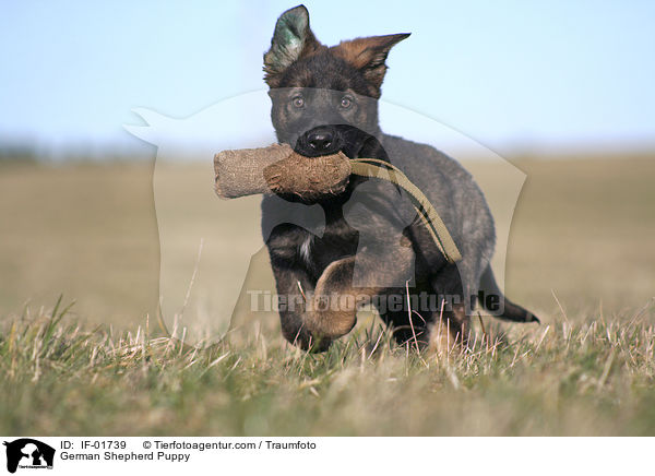 Deutscher Schferhund Welpe / German Shepherd Puppy / IF-01739