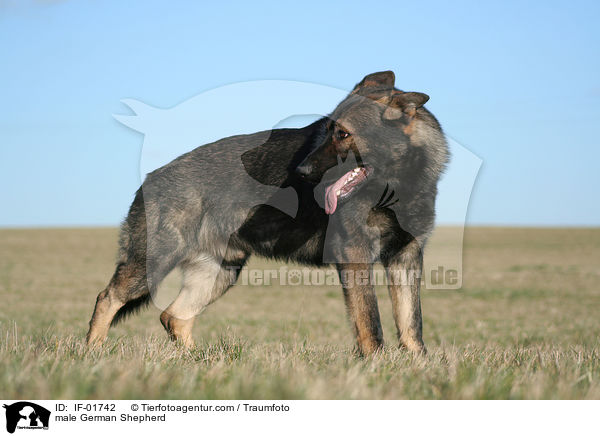 Deutscher Schferhund Rde / male German Shepherd / IF-01742