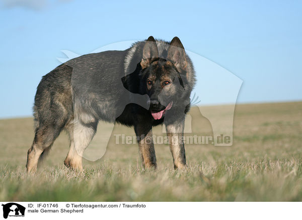 Deutscher Schferhund Rde / male German Shepherd / IF-01746