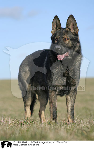 Deutscher Schferhund Rde / male German Shepherd / IF-01749