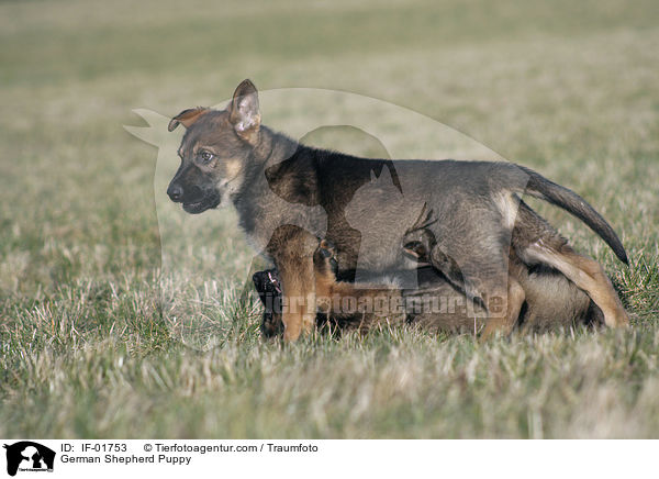 Deutscher Schferhund Welpe / German Shepherd Puppy / IF-01753
