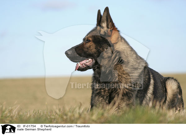 Deutscher Schferhund Rde / male German Shepherd / IF-01754
