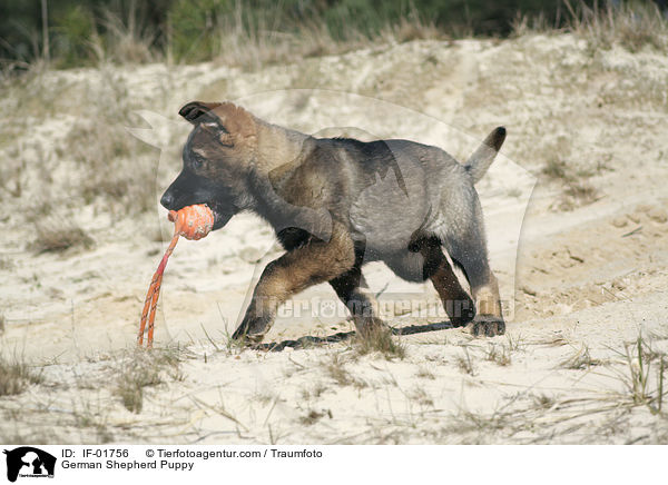 Deutscher Schferhund Welpe / German Shepherd Puppy / IF-01756