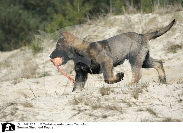 Deutscher Schferhund Welpe / German Shepherd Puppy / IF-01757