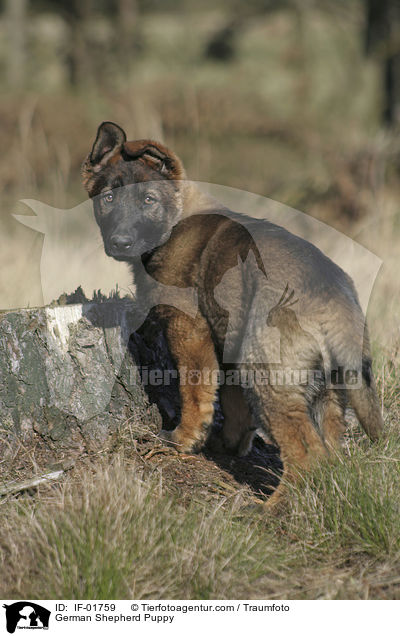 Deutscher Schferhund Welpe / German Shepherd Puppy / IF-01759