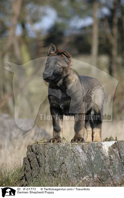 Deutscher Schferhund Welpe / German Shepherd Puppy / IF-01773