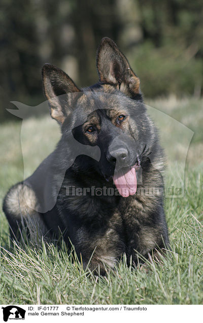 Deutscher Schferhund Rde / male German Shepherd / IF-01777