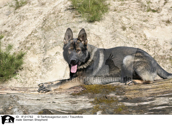 Deutscher Schferhund Rde / male German Shepherd / IF-01782