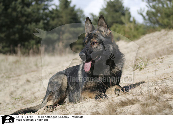 Deutscher Schferhund Rde / male German Shepherd / IF-01784