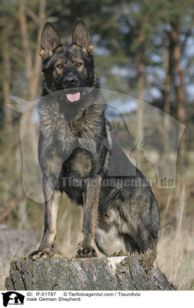 Deutscher Schferhund Rde / male German Shepherd / IF-01787