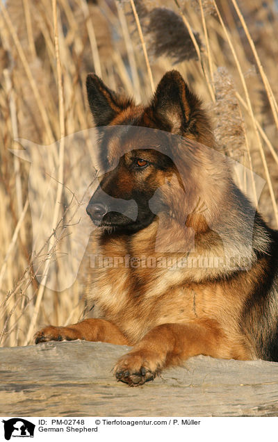Deutscher Schferhund / German Shepherd / PM-02748