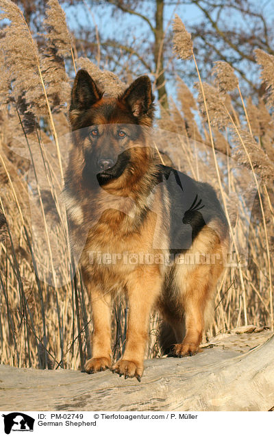 Deutscher Schferhund / German Shepherd / PM-02749